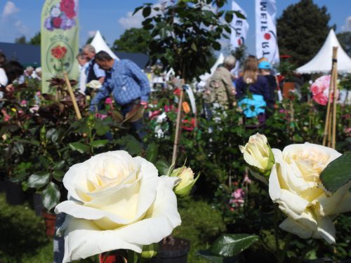 Flora 2022 Rendsburg Gartenmesse Rosen