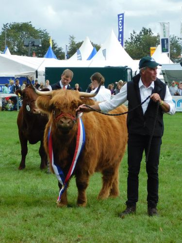 Landesjungtierschau der Fleischrinder; Rendsburg; FRZ