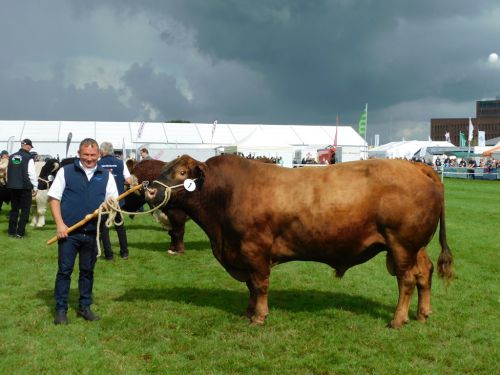 Landesjungtierschau der Fleischrinder; Rendsburg; FRZ; Angus