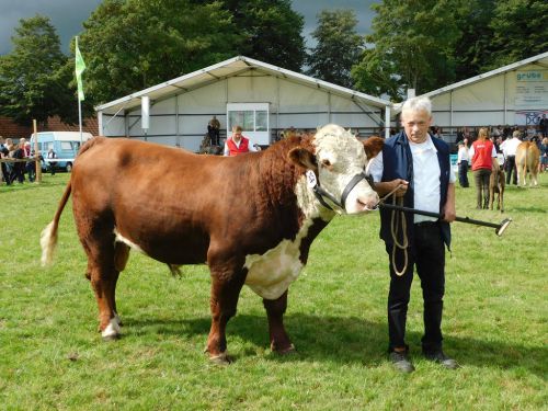 Landesjungtierschau der Fleischrinder; Rendsburg; FRZ