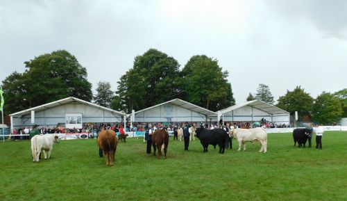 Landesjungtierschau der Fleischrinder; Rendsburg; FRZ